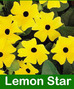 Black-Eyed Susan Thunbergia Hanging Basket